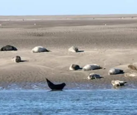 Les Coquelicots En Baie De Somme