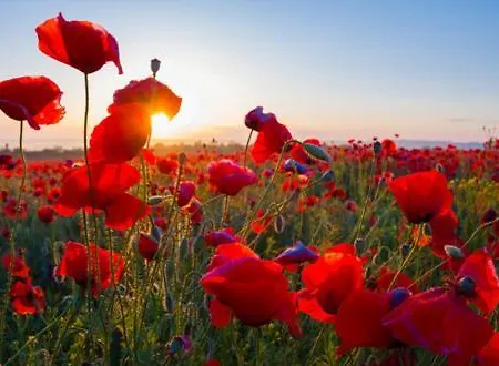 Les Coquelicots En Baie De Somme *
